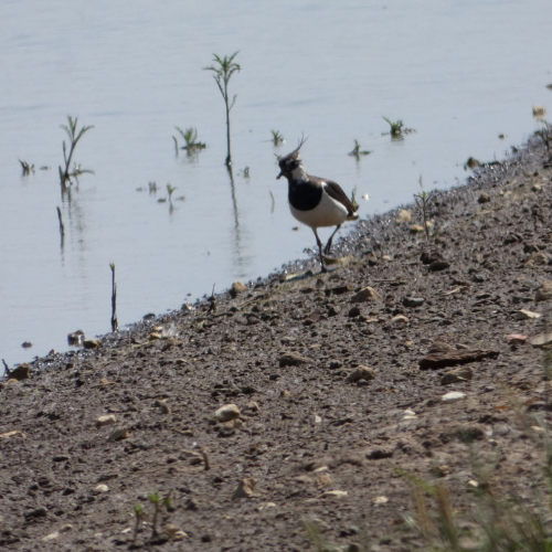 wild bird on the ecological mitigation site
